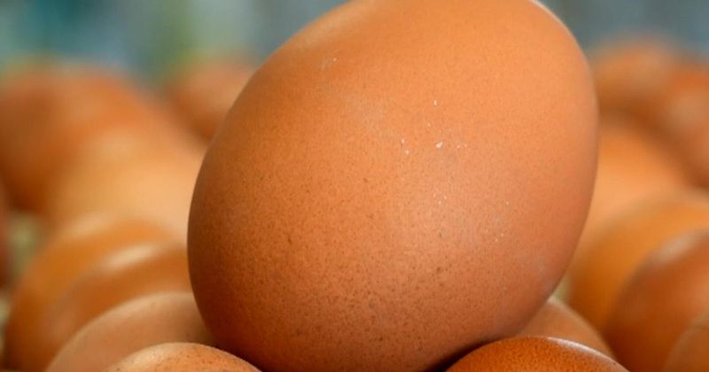 Eggs