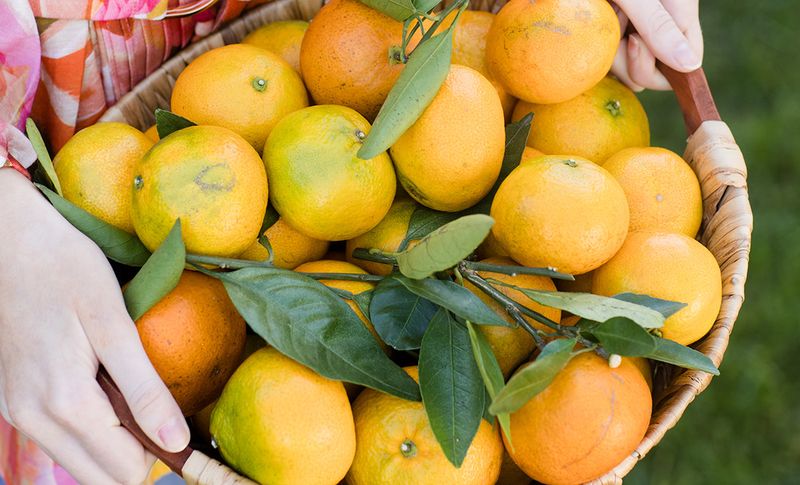 Sweet-As-Honey Satsumas