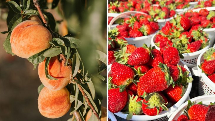 12 Delicious And Healthy Fruits From Alabama