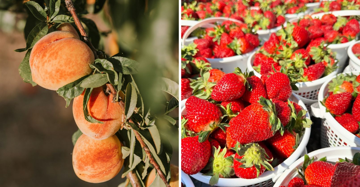 Alabama fruits