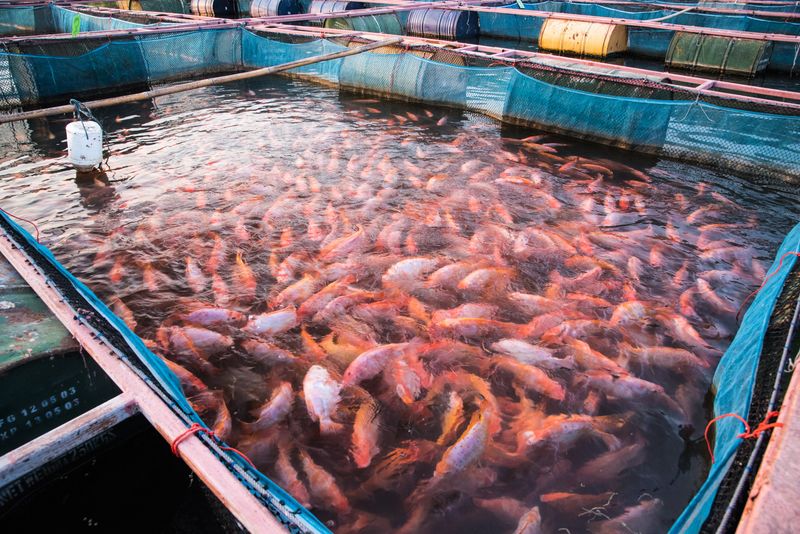 Higher Risk Of Contaminants Like PCBs And Dioxins