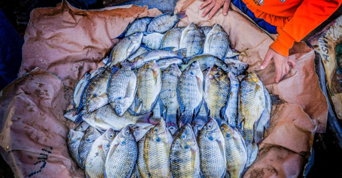 Farmed Fish