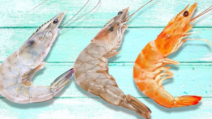 15 Key Differences Between White, Brown, And Pink Shrimp