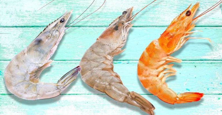 the difference between white, brown, and pink shrimp