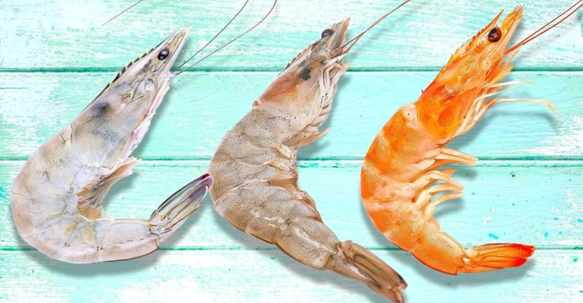 the difference between white, brown, and pink shrimp
