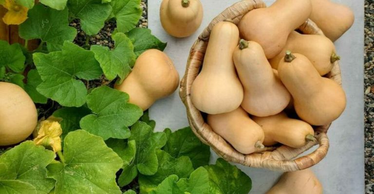 forgotten vegetables that helped our grandparents survive hard times