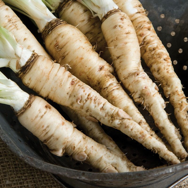 Salsify