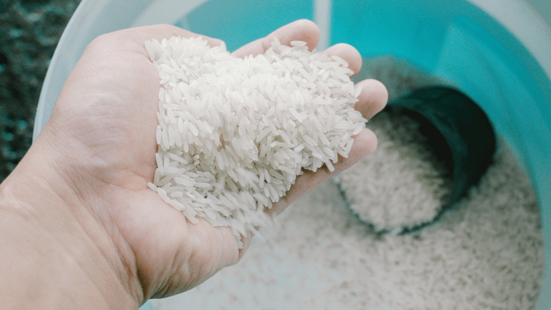 Rice