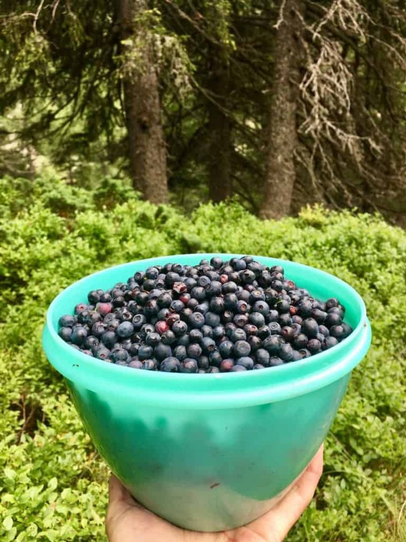 Wild Blueberries (Maine)