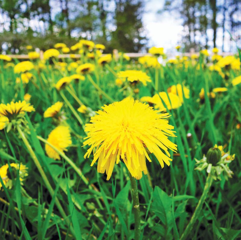 Dandelions