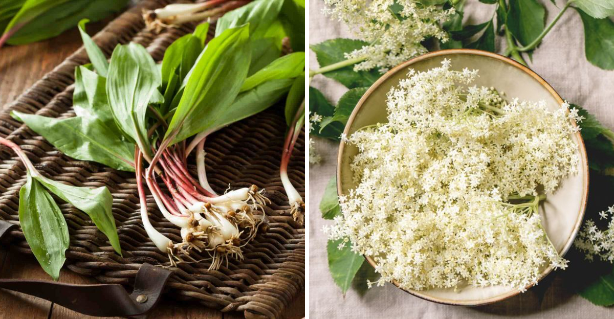 Foraged Foods