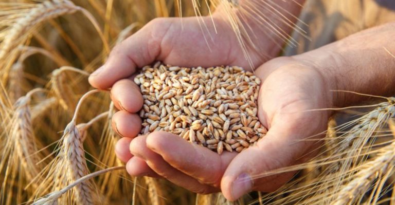21 Foods In The Bible That Americans Put On Their Plates Today