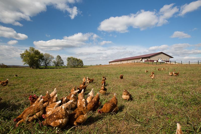 Handsome Brook Farm