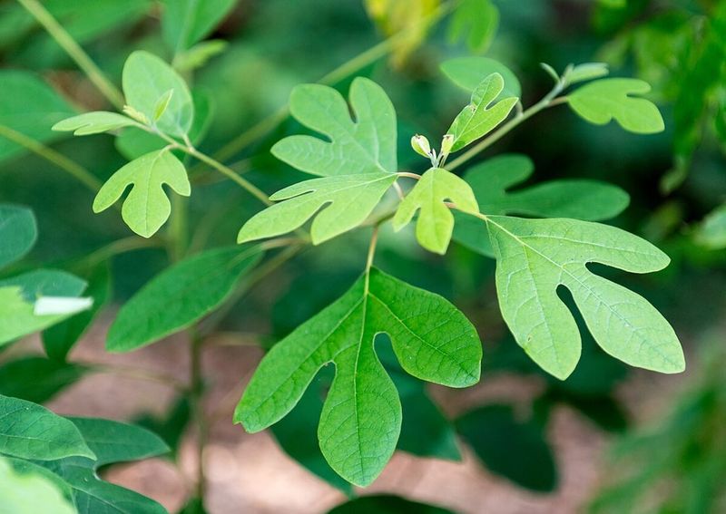 Sassafras Root: The Original Root Beer Culprit