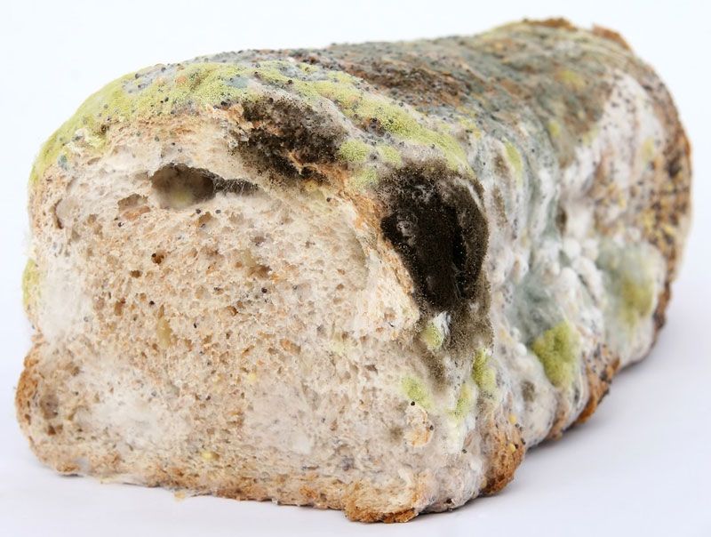 Bread Never Goes Bad, Just Toast It