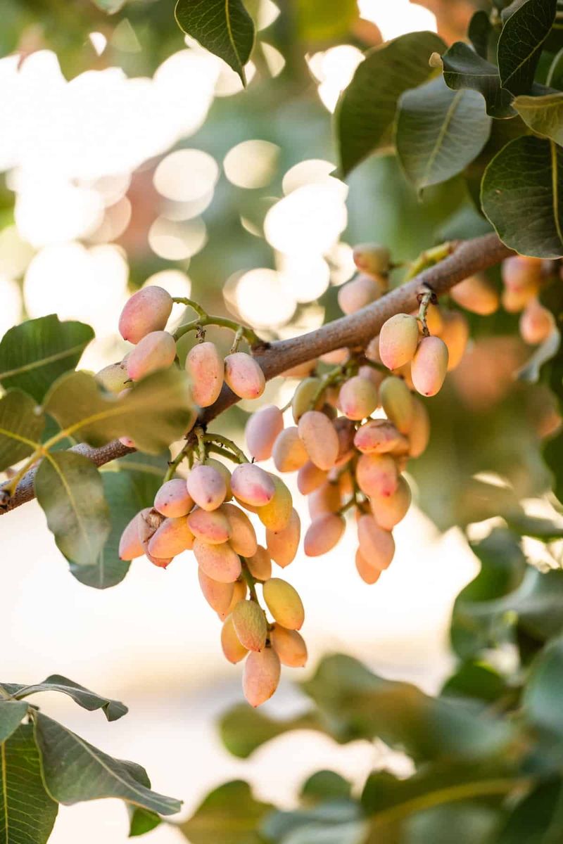 Pistachio