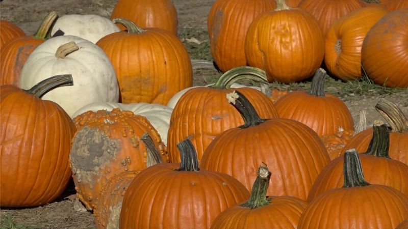 Pumpkin (Illinois)