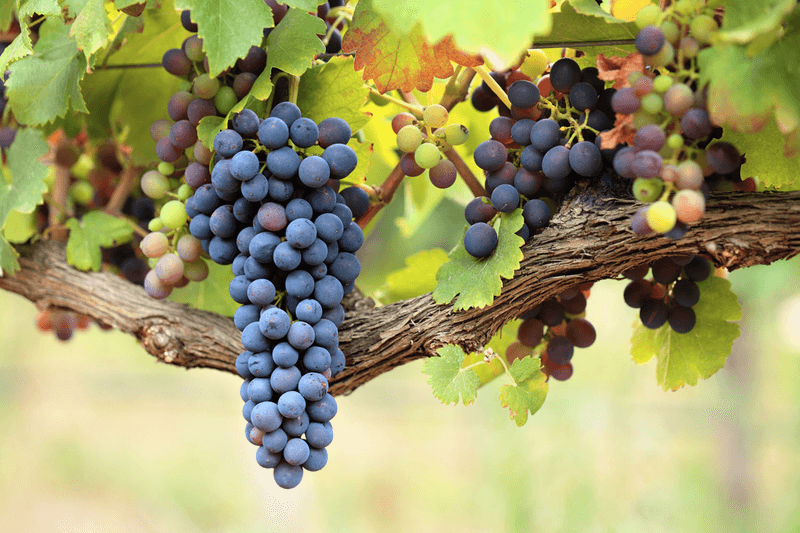 Grapes