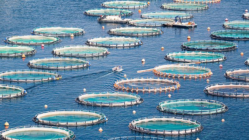 Contribution To Ocean Dead Zones Near Fish Farms