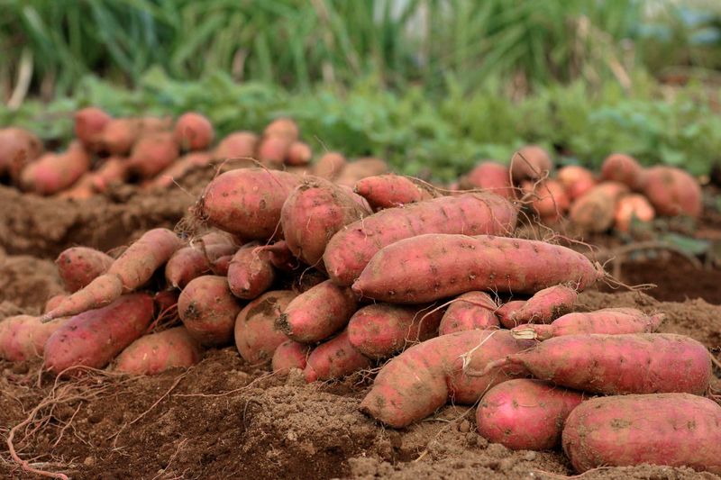 Sweet Potatoes (North Carolina)