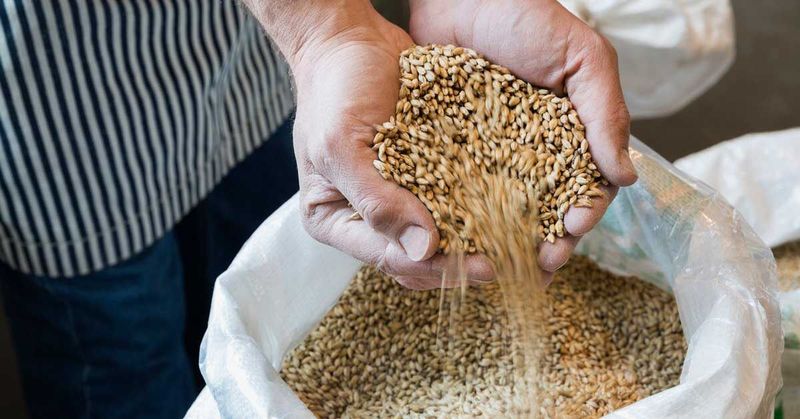 Barley: Ancient Grain, Modern Benefits