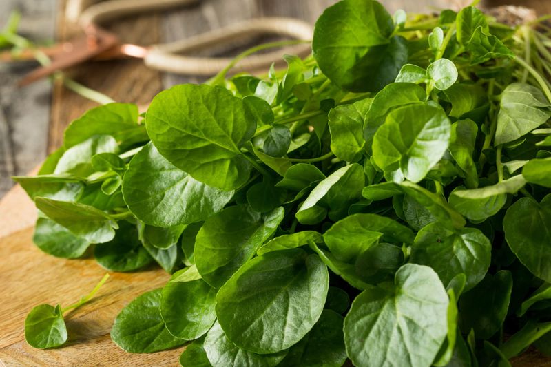 Watercress
