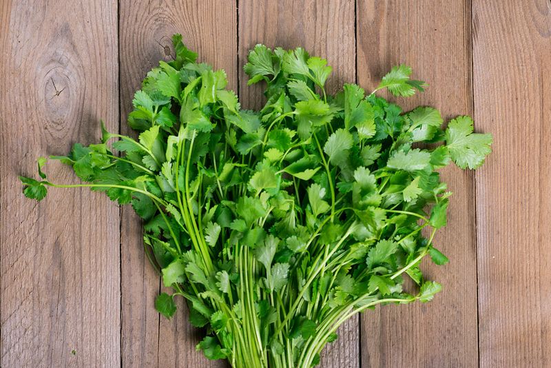 Cilantro