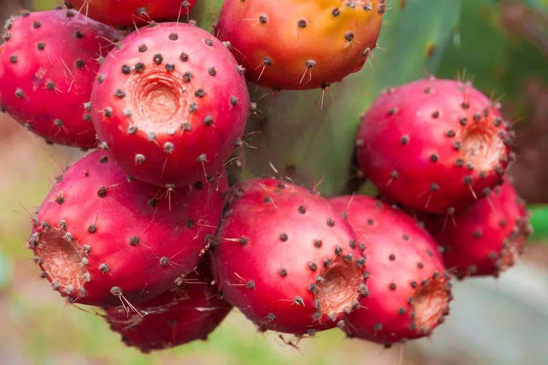 Prickly Pear (Southwest)