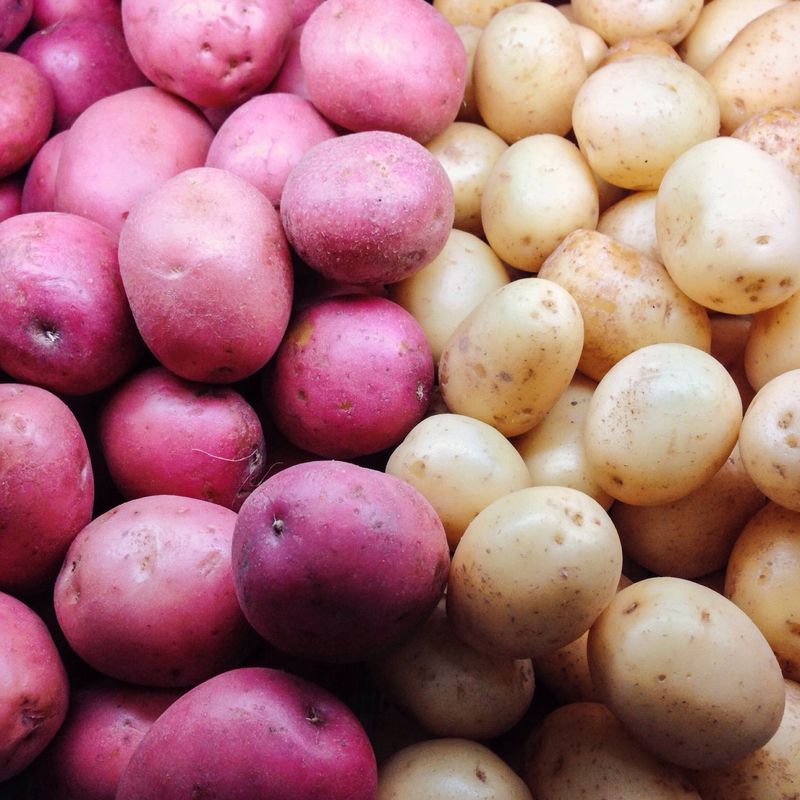 Potatoes: Underground Trouble