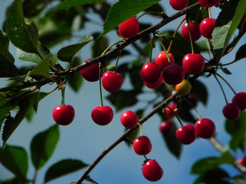 Cherries (Michigan)