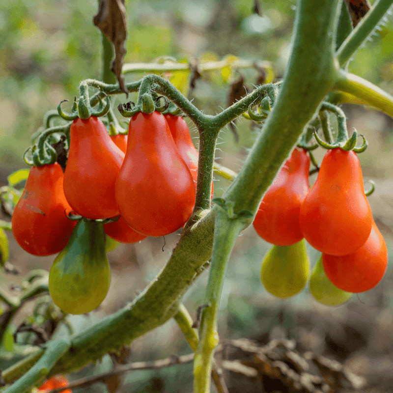 Red Fig Tomato