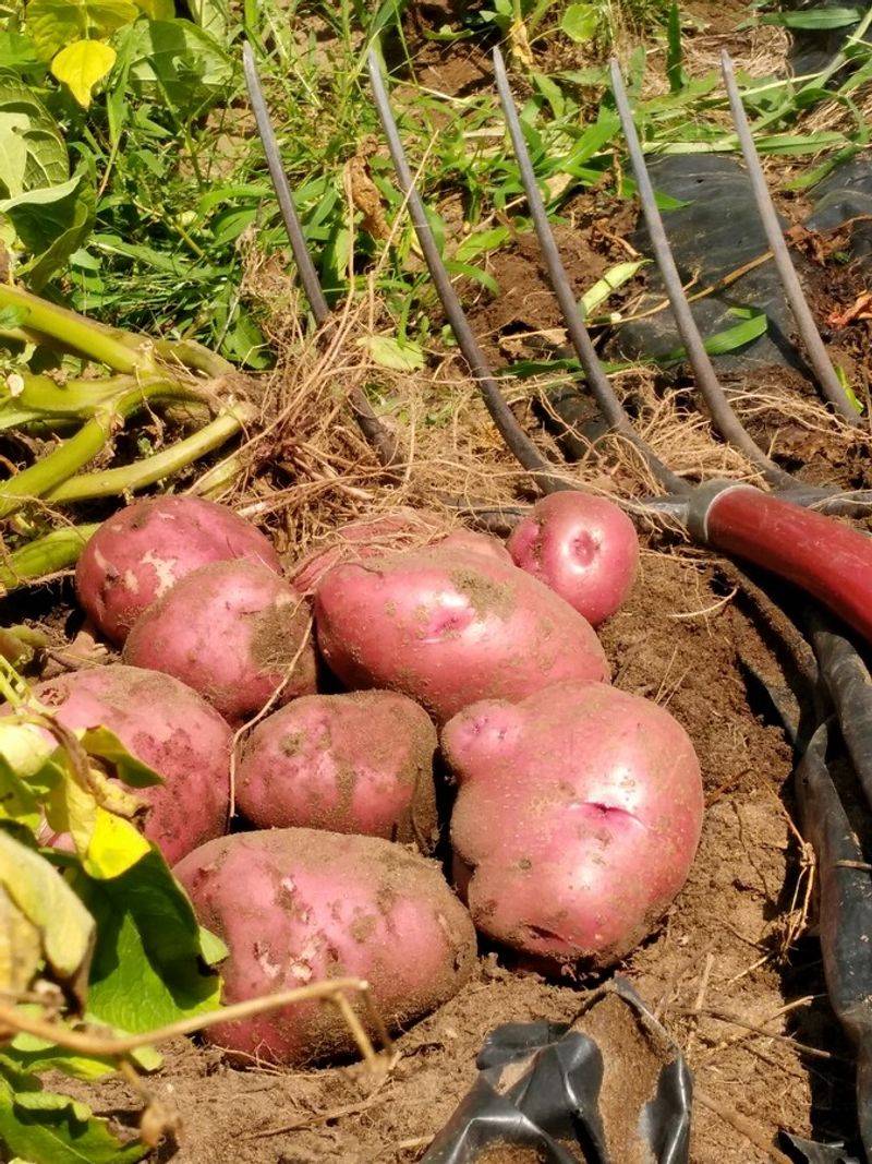 Potatoes