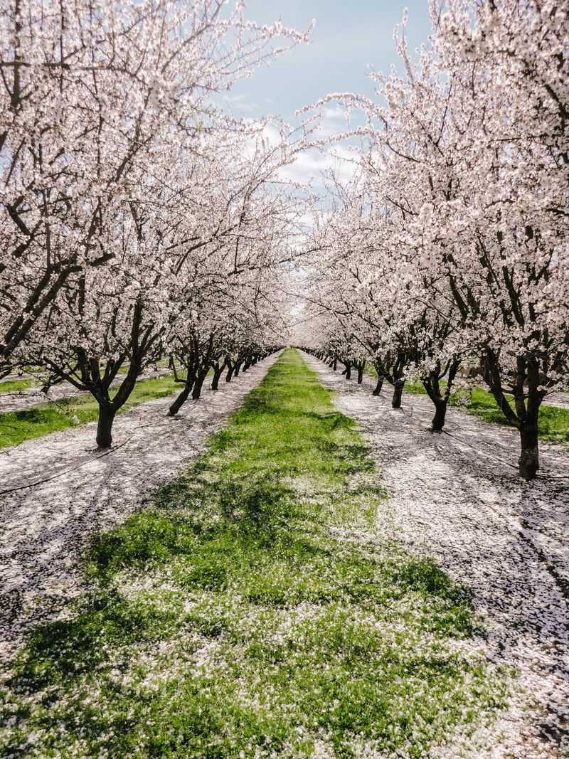 Almond