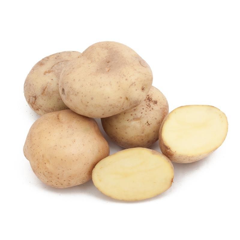 Yellow Finns