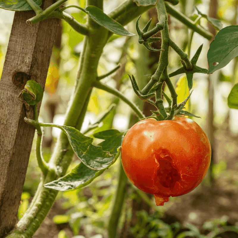 Tomatoes: Red Flags On The Vine