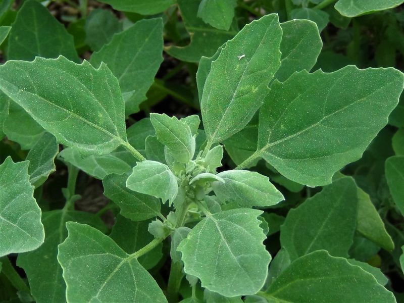 Goosefoot