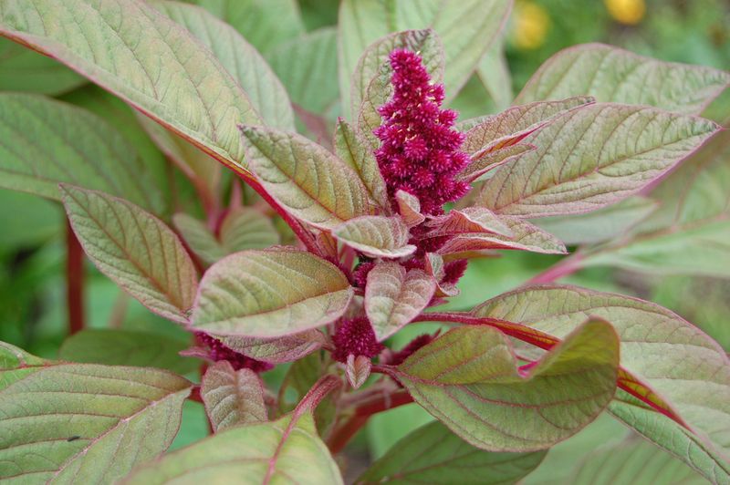 Wild Amaranth