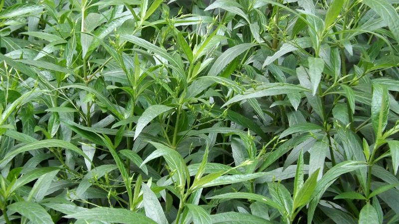 Andrographis