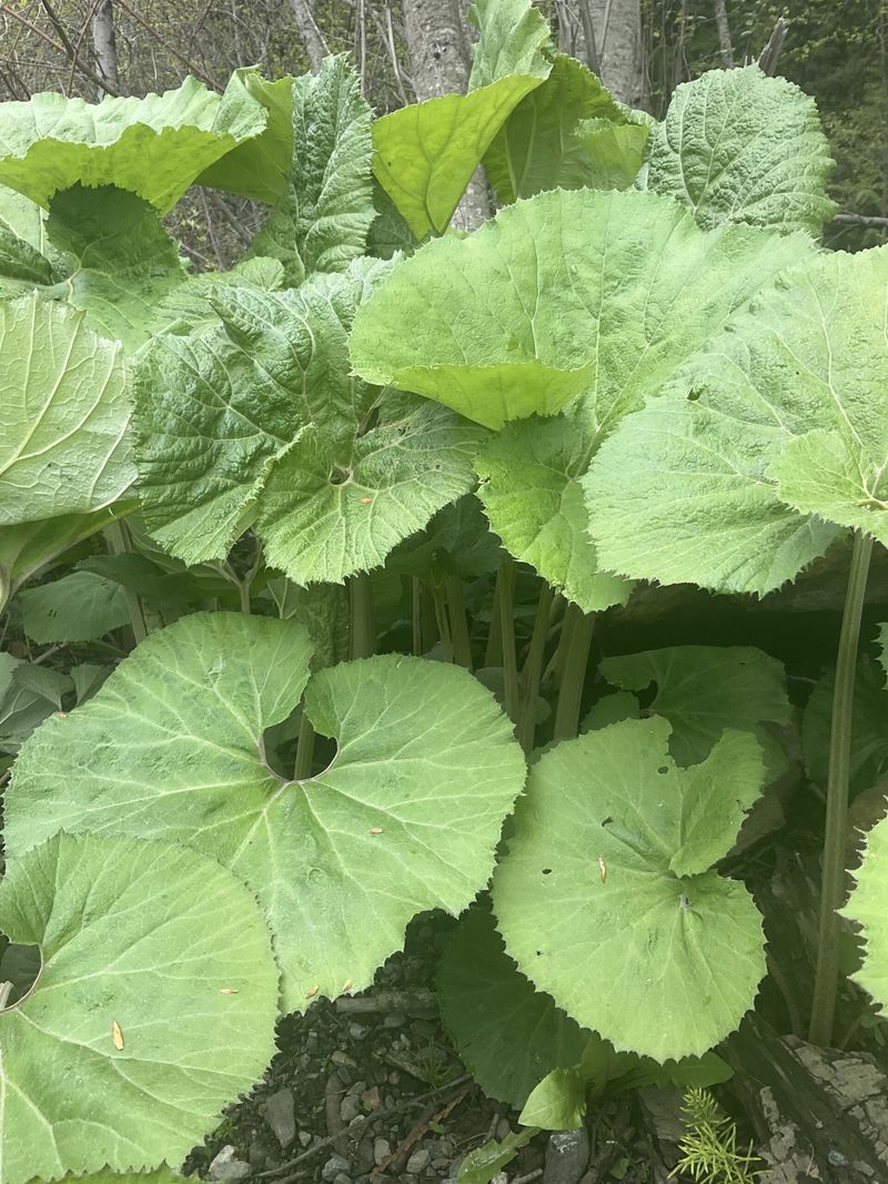Butterbur