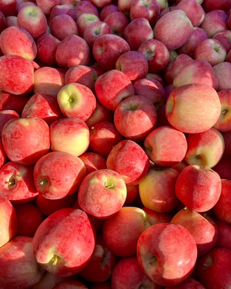 Apples
