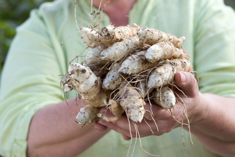 Jerusalem Artichokes