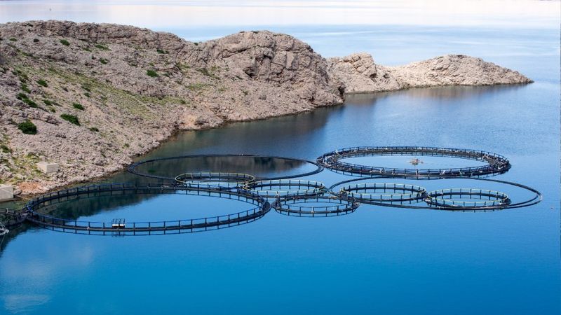 Overuse Of Resources Like Soy And Wild Fish For Feed