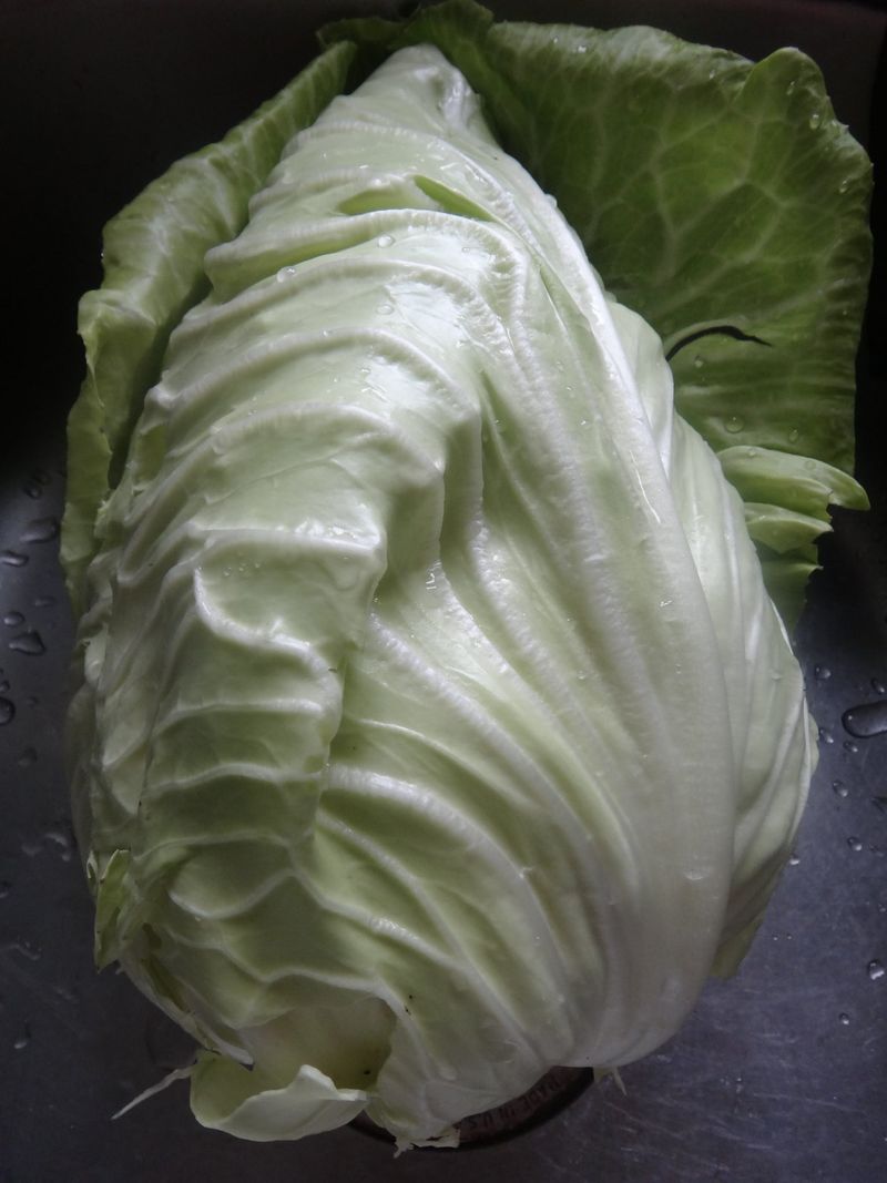 Early Jersey Wakefield Cabbage