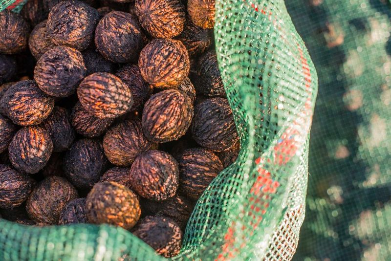 Black Walnuts (Missouri)