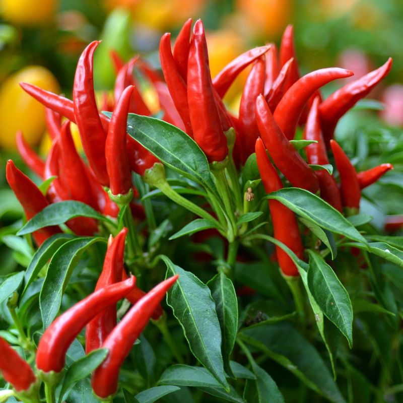 Hot Peppers