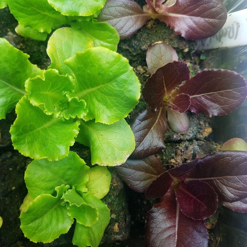 Lettuce: Leafy Chemical Collectors