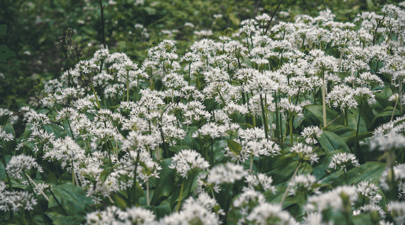 Wild Garlic