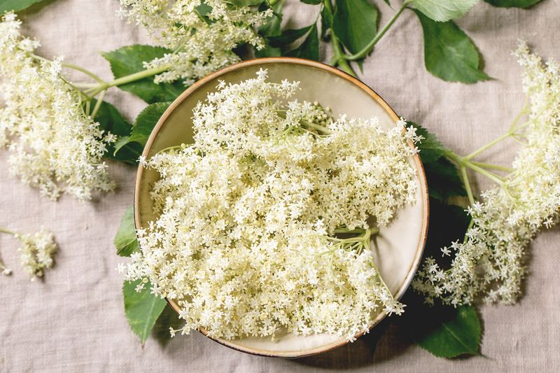 Elderflower