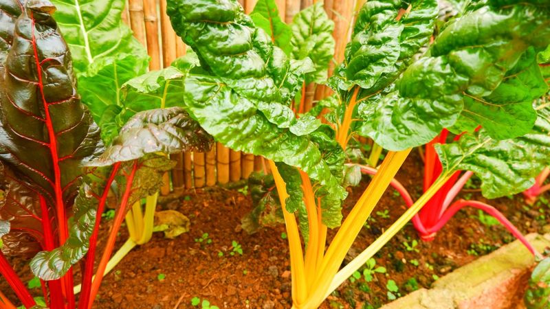 Swiss Chard