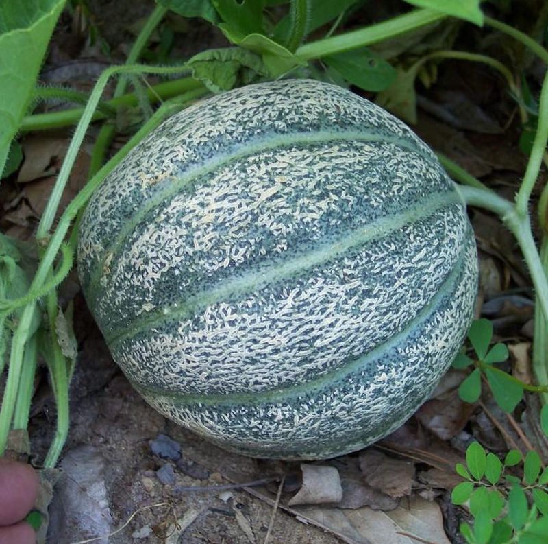 Green Nutmeg Melon
